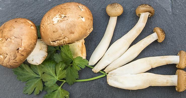 Blog_Mushroom_Header various mushrooms